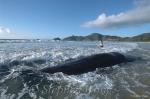 Sperm Whales 113 dead, Hong Kong 080803