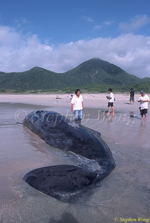 Sperm Whales 114 dead, Hong Kong 080803