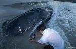 Sperm Whales 122 & Tommy, Hong Kong 080803