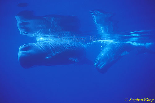 Sperm Whales 134 & reflections 110803