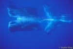 Sperm Whales 134 & reflections 110803