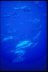 Atlantic Spotted Dolphins 110
