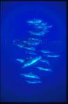 Atlantic Spotted Dolphins 113