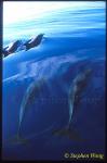 Atlantic Spotted Dolphins 117