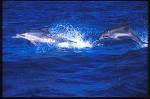 Atlantic Spotted Dolphins 131