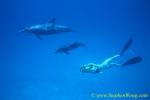 Atlantic Spotted Dolphins 142 0705