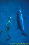 Atlantic Spotted Dolphins 144 0705