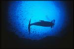 Bottlenosed Dolphins 110