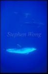 Bottlenosed Dolphins 118