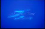 Bottlenosed Dolphins 119