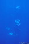 Bottlenosed Dolphins 123 110803