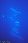 Bottlenosed Dolphins 124 110803