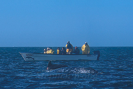 Bottlenosed Dolphin & Gray Whale 01