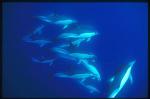 Common Dolphins 104