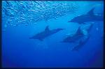 Common Dolphins & Baitball 01