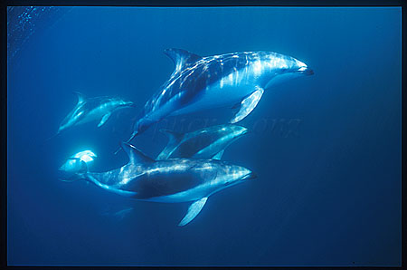 Dusky Dolphins 101