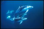 Dusky Dolphins 101
