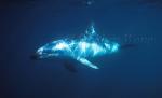 Dusky Dolphins 106