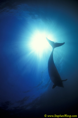 Dusky Dolphins 112