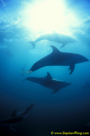 Dusky Dolphins 114