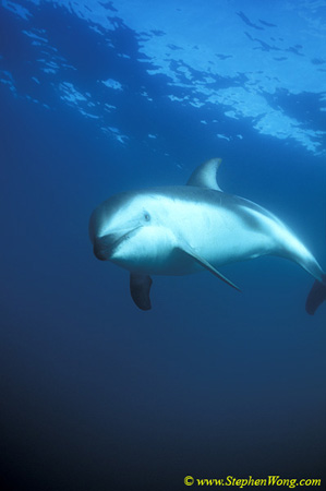 Dusky Dolphins 117