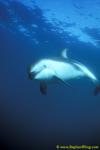 Dusky Dolphins 117