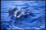 Pacific Spotted Dolphins 104