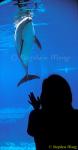 Pacific White-sided Dolphin 01 & Takako 111403 Stanley Park BC