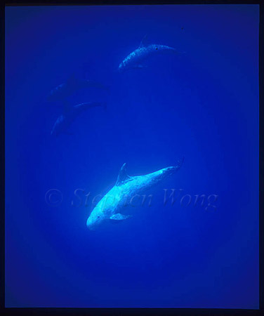 Risso's Dolphins 02