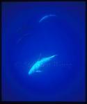 Risso's Dolphins 02