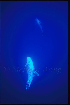 Risso's Dolphins 03