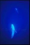 Risso's Dolphins 03