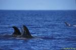 Risso's Dolphins 06 subadult, still in dark color 110803