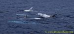 Risso\'s Dolphins 07c 0705