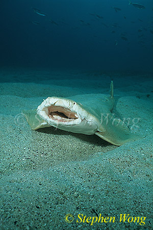 Angel Shark 02 gaping mouth 051703