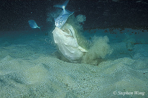 Angel Shark 03 catching fish 01 020804