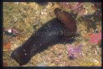 Bamboo Cat Shark 01 Egg & sea cucumber