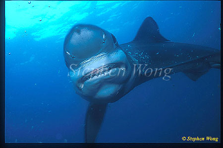 Blue Shark 01