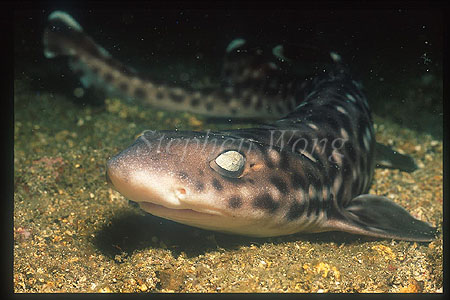Coral Cat Shark 01