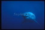 Great White Shark 101 Neptune1995