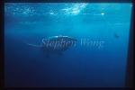 Great White Shark 104 gill net wrapped face, top&bottom shark bites
