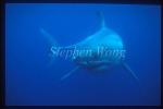 Great White Shark 106 DangerousReef1996