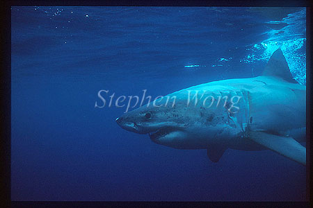 Great White Shark 107