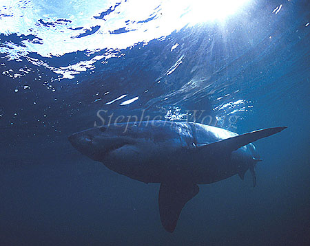 Great White Shark 116
