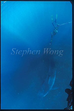 Great White Shark 132 snorkeler holding on tail, speargun not loaded