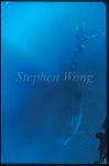 Great White Shark 132 snorkeler holding on tail, speargun not loaded