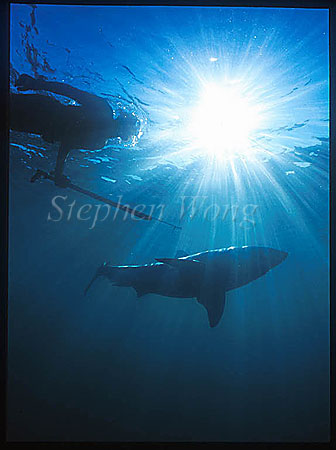 Great White Shark 134 Andre outside, speargun not loaded