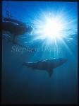 Great White Shark 134 Andre outside, speargun not loaded