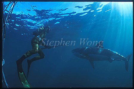 Great White Shark 135 Andre outside, speargun not loaded