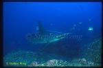 Hammerhead Shark, Scalloped 102 cleaning by Barberfish